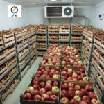 سردخانه ۵۰ تنی سیب